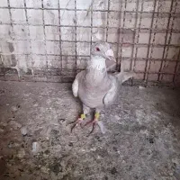 سار