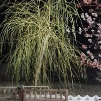 اجاره باغ ویلا استخر آب گرم