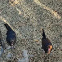 مرغ و خروس و بوقلمون محلی