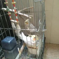 عروس هلندی|پرنده|تهران, افسریه شمالی|دیوار