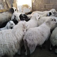 فروش گوسفند