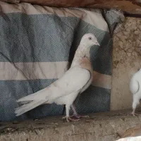 کبوتر پرشی|پرنده|مشکین‌دشت, |دیوار