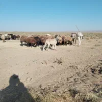 سگ ماده الابای