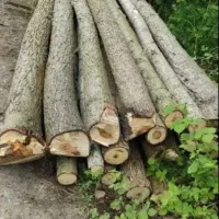 خرید چوب صنوبر جزئی وکلی
