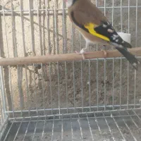 سهره نر بخون