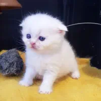 گربه اسکاتیش چشم آبی