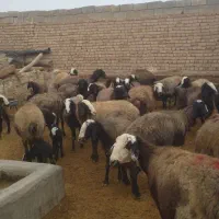 میش های آبستن سنگین وبره دار شال|حیوانات مزرعه|اسفرورین, |دیوار