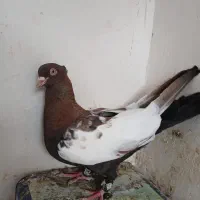 کبوتر|پرنده|شیراز, منطقه هوایی شهید دوران|دیوار