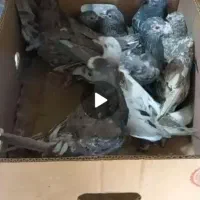 آتم سرور شکلاتی عالی|پرنده|سیلوانه, |دیوار