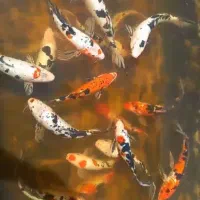 پرورش ماهی ک و ی  ژاپنی،مناسب هر اب هوایی