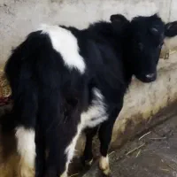 گوساله ماده گیل دورگ|حیوانات مزرعه|سیاهکل, |دیوار