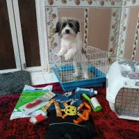 شیتزو فلت ماده