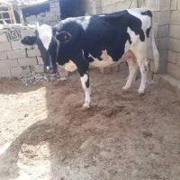 گاو گوساله نر|حیوانات مزرعه|بهبهان, |دیوار