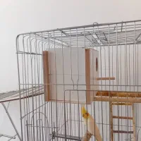 جفت عروس هلندی مولد