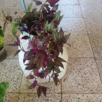 گل طبیعی تعدادزیاد