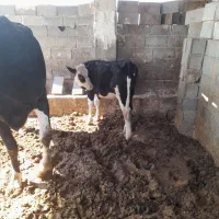 گوساله ماده