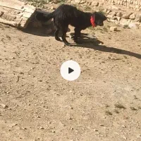 سگ ۸ماهه نر