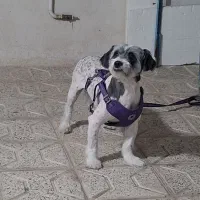 تدی باهوش