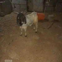 دوعدد بزنر|حیوانات مزرعه|بندر ماهشهر, |دیوار