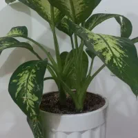 گل طبیعی|گل و گیاه طبیعی|ارومیه, |دیوار