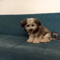 جکس سگ نر|سگ|زرندیه, |دیوار