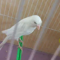 قناری کشیده بلند|پرنده|مشهد, حرم مطهر رضوی|دیوار