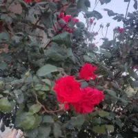 گل رز|گل و گیاه طبیعی|جوانرود, |دیوار