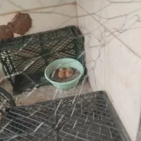 کفتر گم شده
