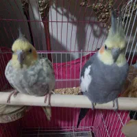 یک جفت عروس هلندی نروماده