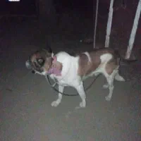 سگ سرابی|سگ|اقبالیه, |دیوار