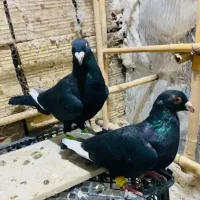 کبوتر قارا سیاه نر