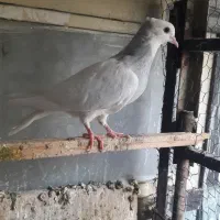 طوقی آبی|پرنده|مشهد, محمدآباد|دیوار