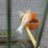 قناری|پرنده|مشهد, کوی سیدی|دیوار