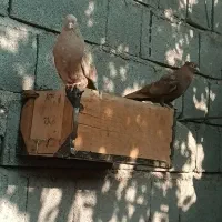 فروش جوجه گره و درجایی|پرنده|رودان, |دیوار