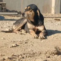 واگذاری سگ پژدر نرماده