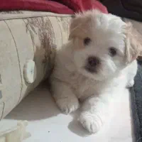 واگذاری سگ یک عدد پسر میکس پامرانین