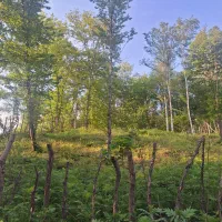 فروش ۵۰۰ متر زمین باغی در کچا/سراوان/گیلان