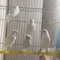 قناری|پرنده|شیراز, رکن‌آباد|دیوار