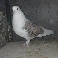 کبوتر