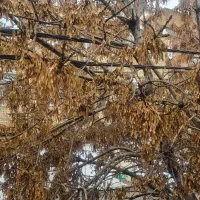 نیازمند کارگر دامداری