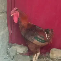 یک عدد خروس چهل تاچ به فروش می رسد
