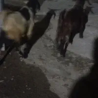 چپش نر
