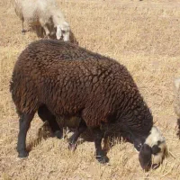 دو عدد قوچ یک سال