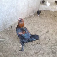 خروس مرندی جوان ۱۷ عدد