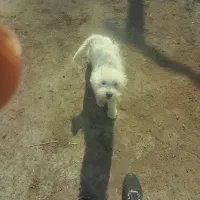 سگ عروسکی|سگ|سلماس, |دیوار