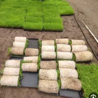 تیم نشا  هاشمی ارزون