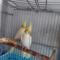 عروس هلندی     گرینچک