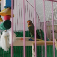 طوطی برزیلی|پرنده|کلاله, |دیوار