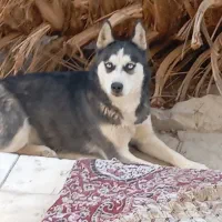 سگ هاسکی|سگ|اردکان, |دیوار