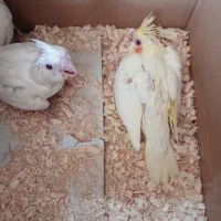 جوجه عروس هلندی